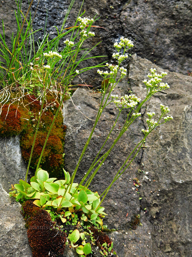 brtittle-leaf saxifrage (Micranthes fragosa (Saxifraga integrifolia var. claytoniifolia)) [Mineral Springs Wildlife Area, Klickitat County, Washington]