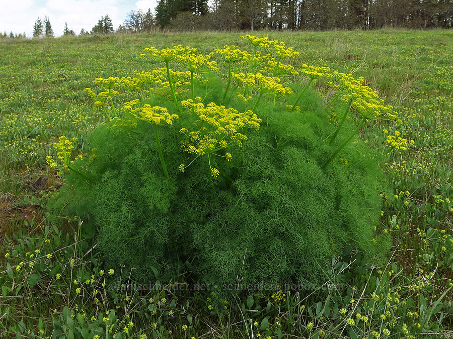 Klickitat desert parsley & bare-stem desert parsley (Lomatium klickitatense (Lomatium grayi), Lomatium nudicaule) [Soda Springs Wildlife Area, Klickitat County, Washington]