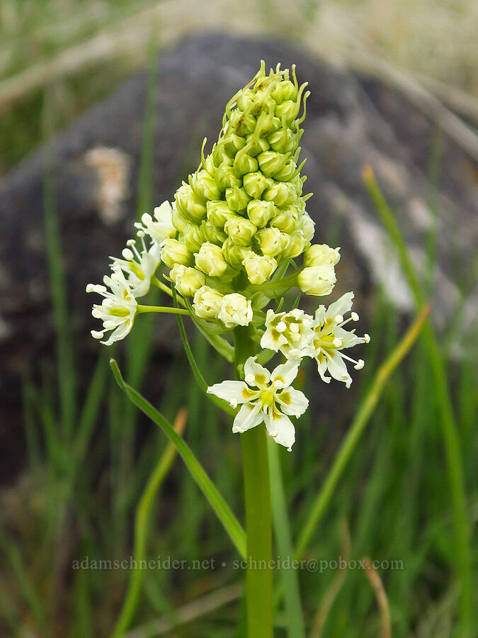 meadow death-camas (Toxicoscordion venenosum (Zigadenus venenosus)) [Soda Springs Wildlife Area, Klickitat County, Washington]