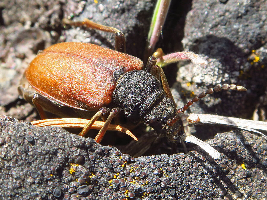 longhorn beetle (Piodes coriacea) [Soda Springs Wildlife Area, Klickitat County, Washington]