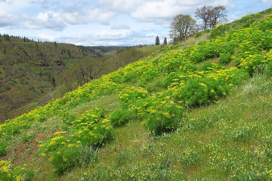 Klickitat desert parsley (Lomatium klickitatense (Lomatium grayi)) [Soda Springs Wildlife Area, Klickitat County, Washington]
