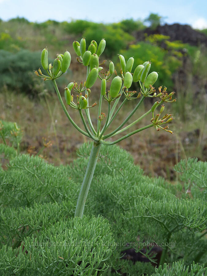 Columbia desert parsley, going to seed (Lomatium columbianum) [Soda Springs Wildlife Area, Klickitat County, Washington]