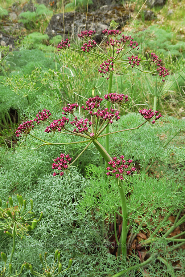 Columbia desert parsley (Lomatium columbianum) [Soda Springs Wildlife Area, Klickitat County, Washington]