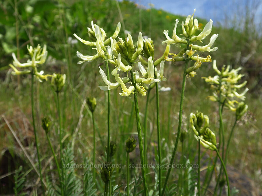 Hood River milk-vetch (Astragalus hoodianus) [Soda Springs Wildlife Area, Klickitat County, Washington]