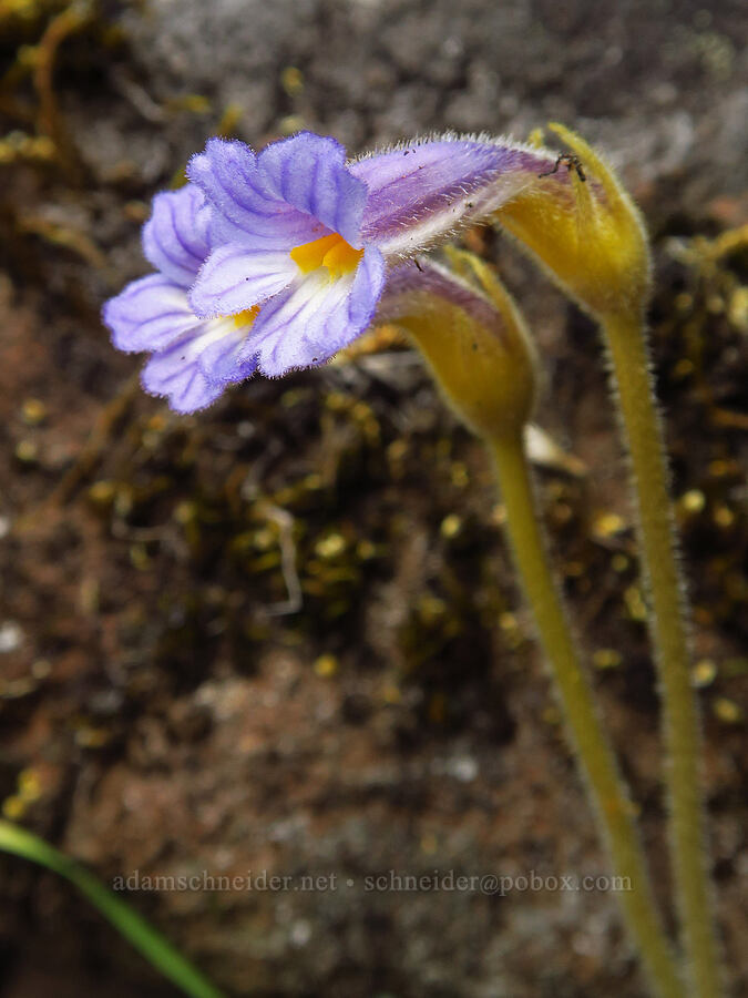 naked broomrape (Aphyllon purpureum (Orobanche uniflora)) [Soda Springs Wildlife Area, Klickitat County, Washington]