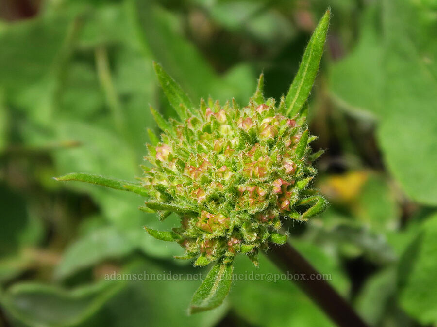 heart-leaf buckwheat, budding (Eriogonum compositum) [Soda Springs Wildlife Area, Klickitat County, Washington]