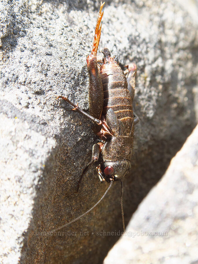 cricket (Gryllus sp.) [Soda Springs Wildlife Area, Klickitat County, Washington]