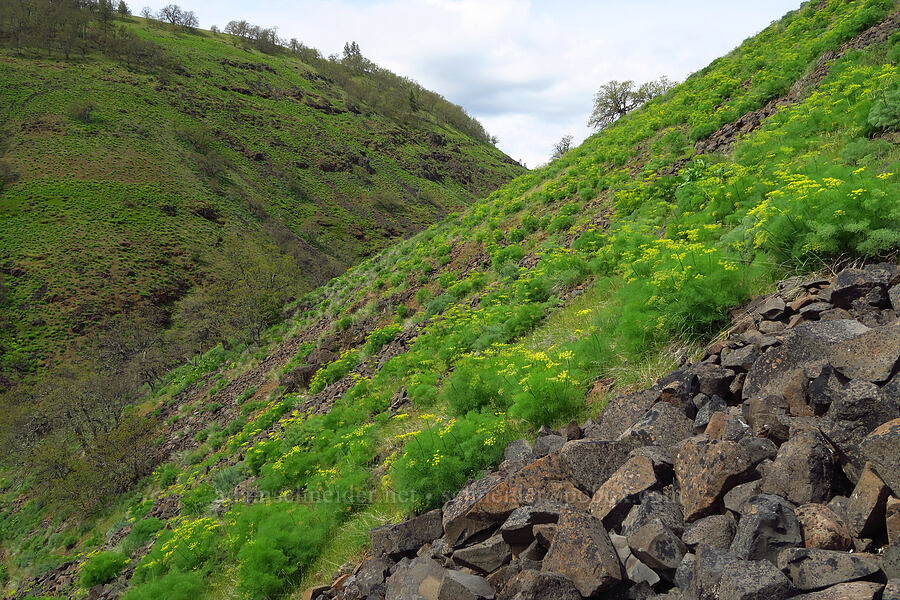 Klickitat desert parsley in Canyon Creek Canyon (Lomatium klickitatense (Lomatium grayi)) [Soda Springs Wildlife Area, Klickitat County, Washington]