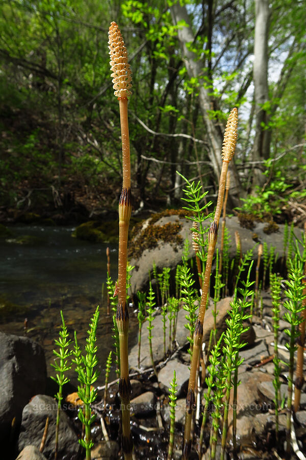 horsetail (Equisetum sp.) [Soda Springs Wildlife Area, Klickitat County, Washington]