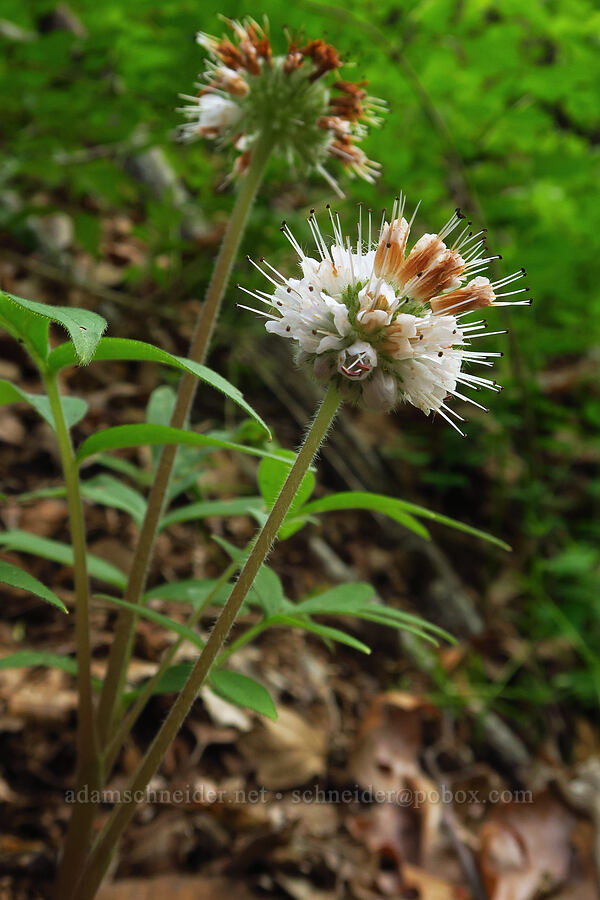 ball-head waterleaf (Hydrophyllum capitatum var. thompsonii) [Soda Springs Wildlife Area, Klickitat County, Washington]