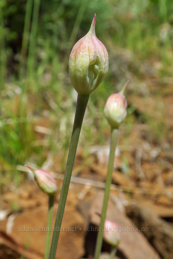 onion, budding (Allium sp.) [Soda Springs Wildlife Area, Klickitat County, Washington]
