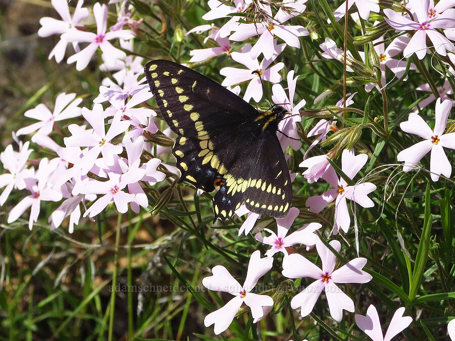 Indra swallowtail on showy phlox (Papilio indra, Phlox speciosa) [Soda Springs Wildlife Area, Klickitat County, Washington]