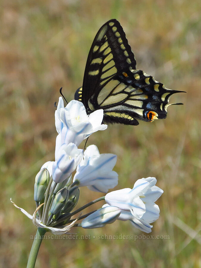 anise swallowtail butterfly on a cluster-lily (Papilio zelicaon, Triteleia grandiflora var. howellii (Brodiaea bicolor)) [Soda Springs Wildlife Area, Klickitat County, Washington]