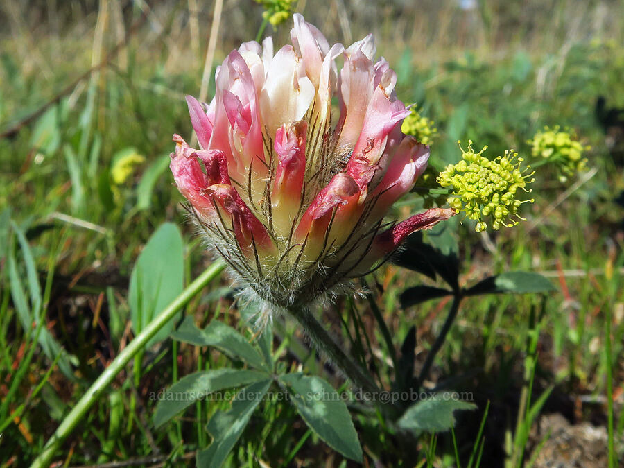 big-head clover & bare-stem desert parsley (Trifolium macrocephalum, Lomatium nudicaule) [Soda Springs Wildlife Area, Klickitat County, Washington]