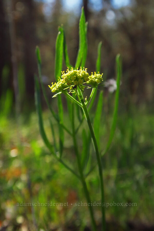 nine-leaf desert parsley (Lomatium triternatum) [Soda Springs Wildlife Area, Klickitat County, Washington]