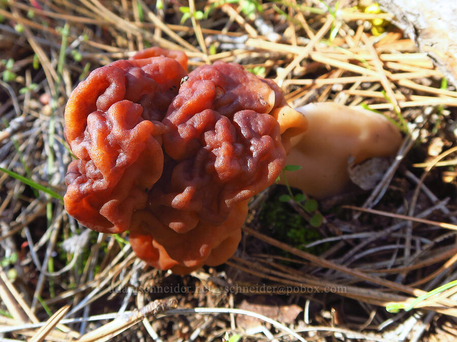 false morel mushroom (Gyromitra sp.) [Soda Springs Wildlife Area, Klickitat County, Washington]