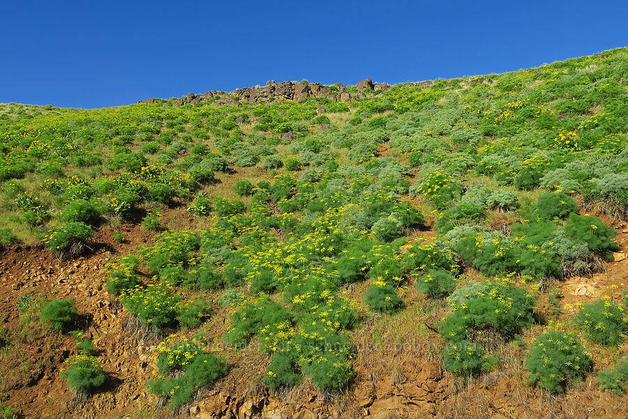 Klickitat desert parsley (Lomatium klickitatense (Lomatium grayi)) [Glenwood Highway, Klickitat County, Washington]
