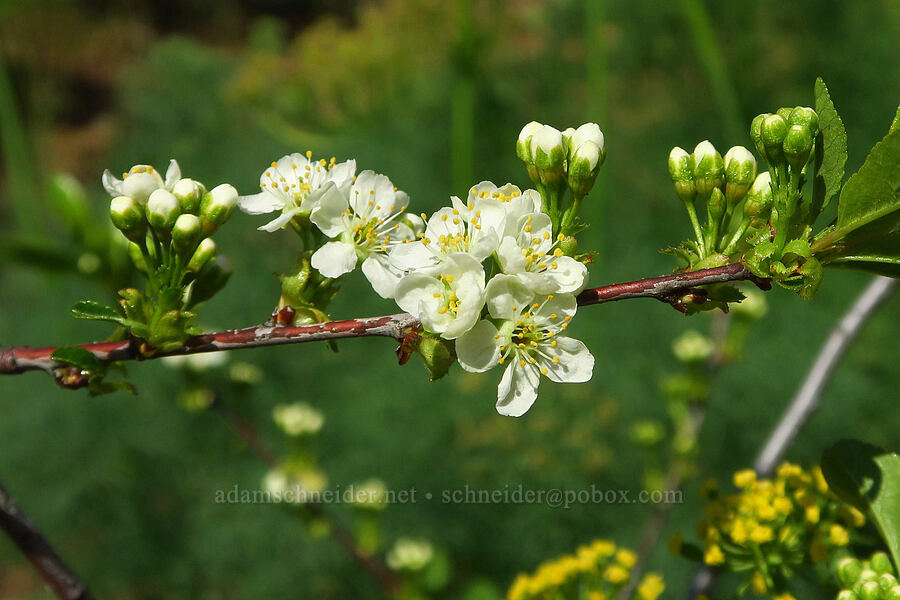 bitter cherry flowers (Prunus emarginata) [Glenwood Highway, Klickitat County, Washington]