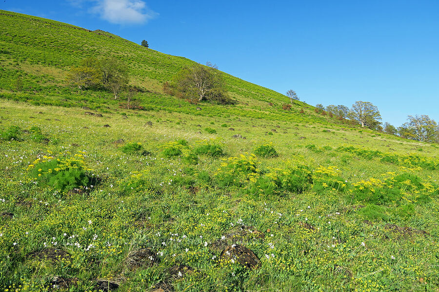 wildflowers (Lomatium klickitatense (Lomatium grayi), Lomatium nudicaule, Triteleia grandiflora var. howellii (Brodiaea bicolor)) [Glenwood Highway, Klickitat County, Washington]