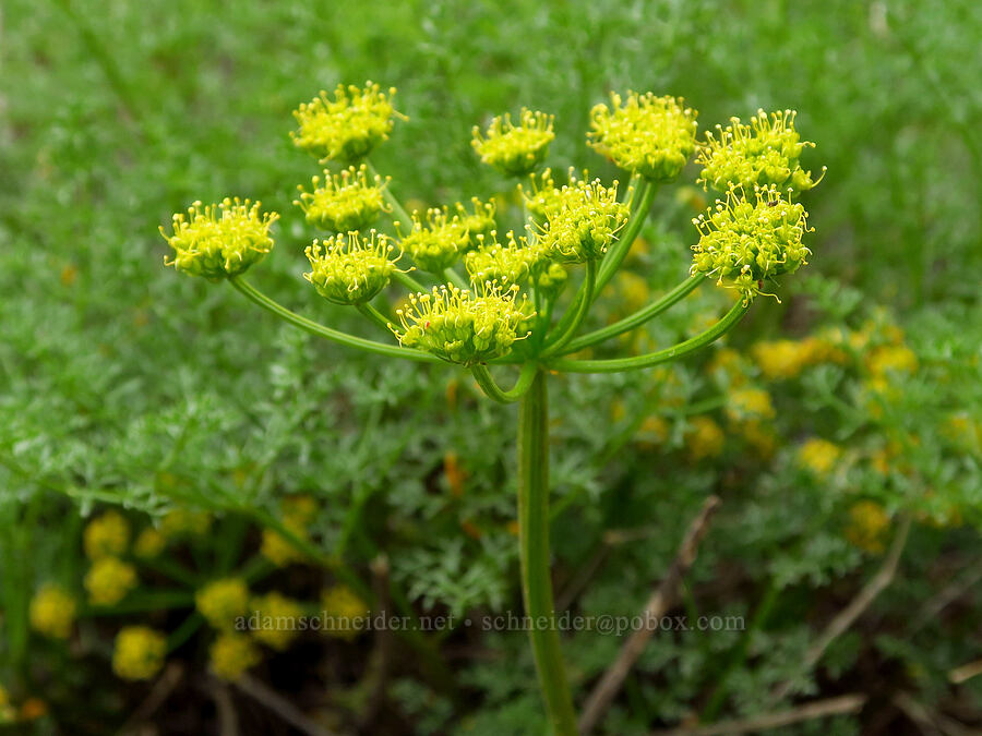 turpentine spring-parsley (Cymopterus terebinthinus (Pteryxia terebinthina)) [McNary National Wildlife Refuge, Umatilla County, Oregon]