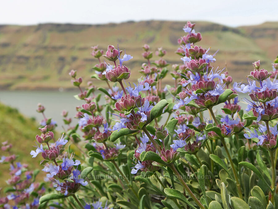 purple sage (Salvia dorrii) [Twin Sisters, Walla Walla County, Washington]
