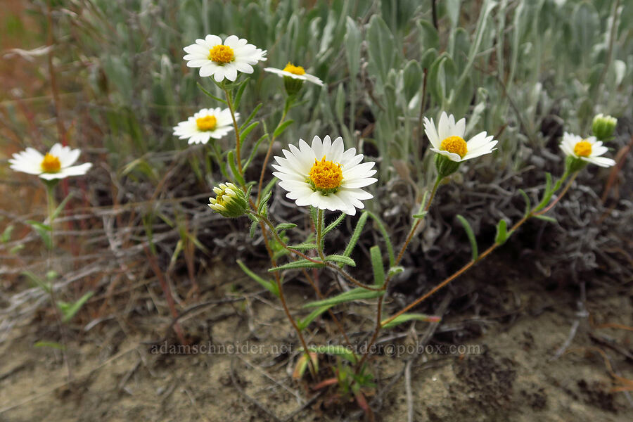 white tidy-tips (Layia glandulosa) [Twin Sisters, Walla Walla County, Washington]