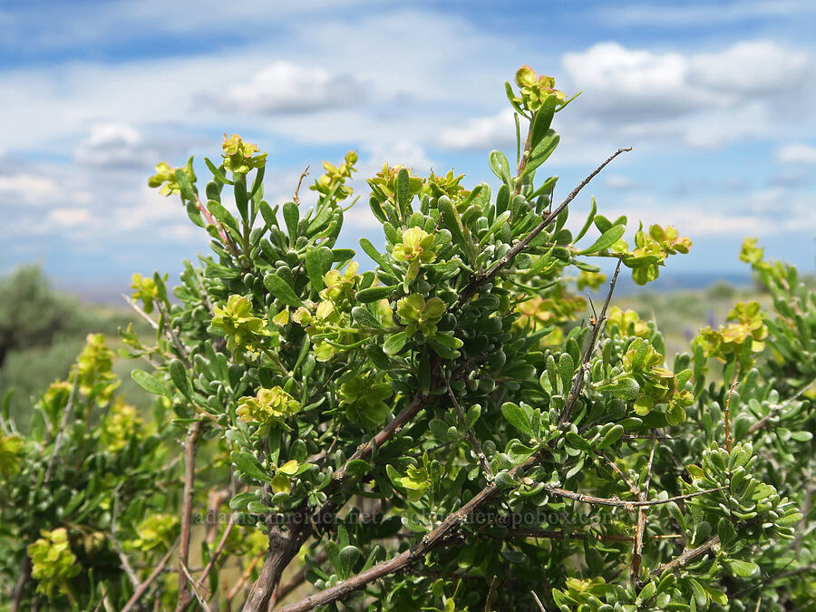 spiny hop-sage (female flowers) (Grayia spinosa (Atriplex spinosa)) [Badger Mountain, Benton County, Washington]