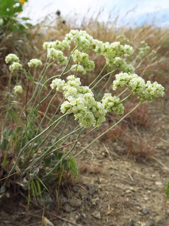 Blue Mountain buckwheat (Eriogonum strictum var. proliferum) [Badger Mountain, Benton County, Washington]