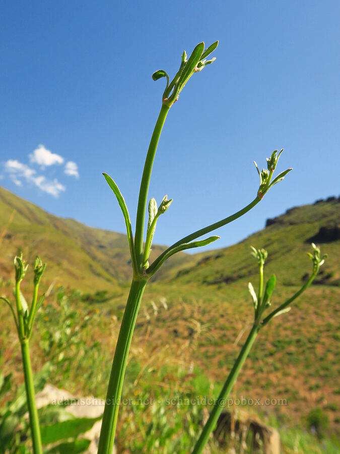 tall buckwheat, budding (Eriogonum elatum) [Waterworks Canyon, Yakima County, Washington]