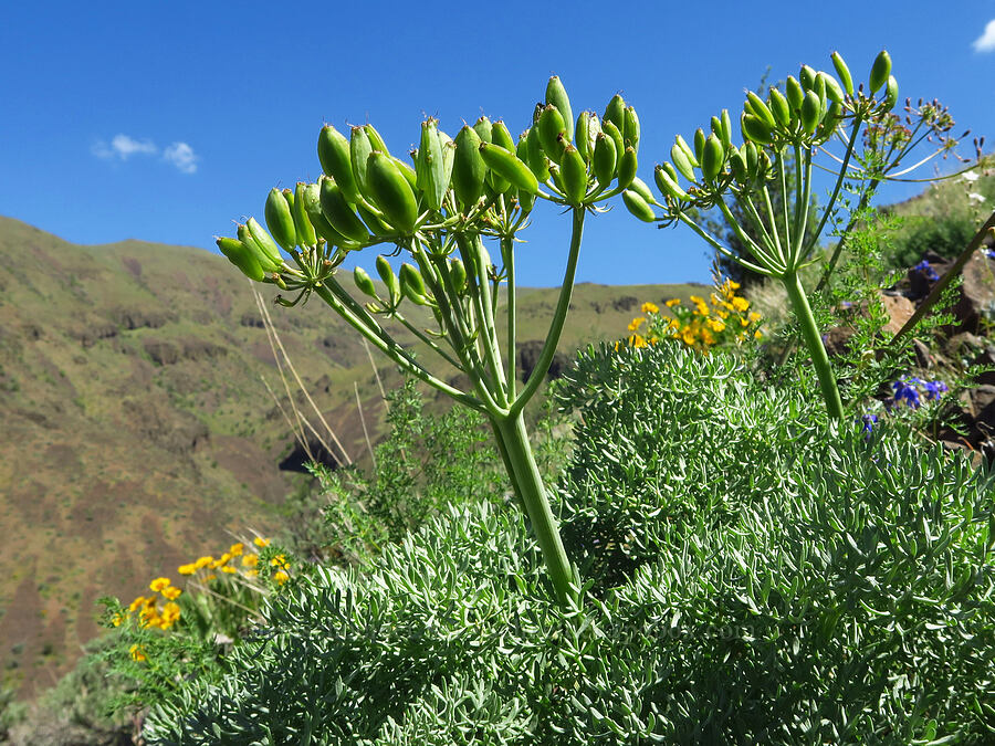 Columbia desert parsley, going to seed (Lomatium columbianum) [Waterworks Canyon, Yakima County, Washington]