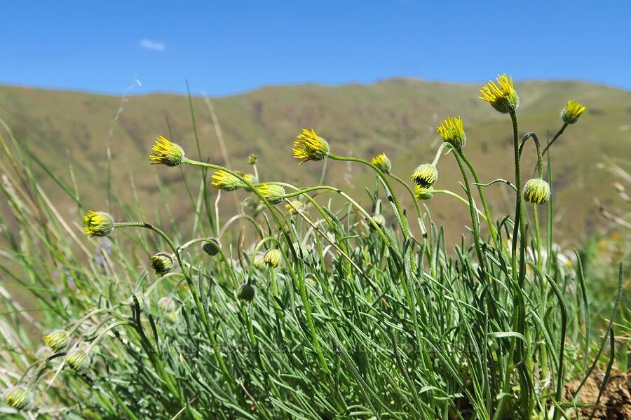 desert yellow daisies, budding (Erigeron linearis) [Waterworks Canyon, Yakima County, Washington]