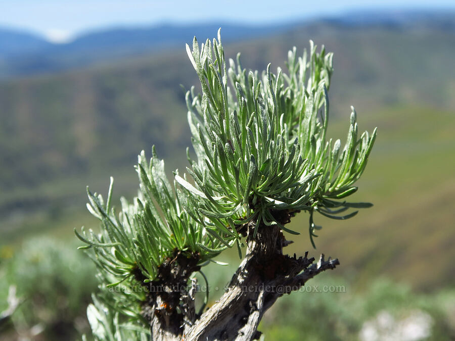 stiff sagebrush (Artemisia rigida) [Waterworks Canyon, Yakima County, Washington]