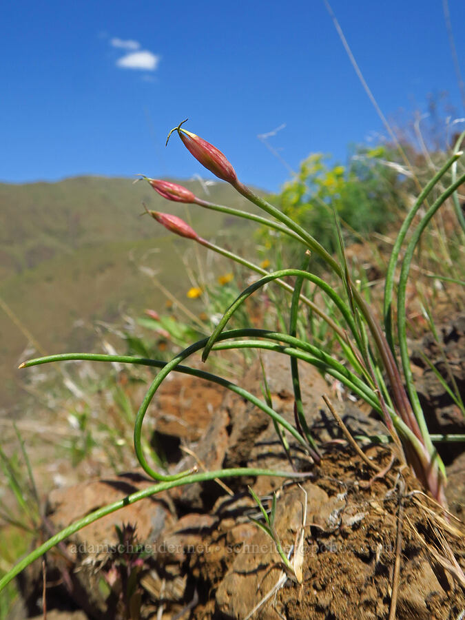 taper-tip onion, budding (Allium acuminatum) [Waterworks Canyon, Yakima County, Washington]