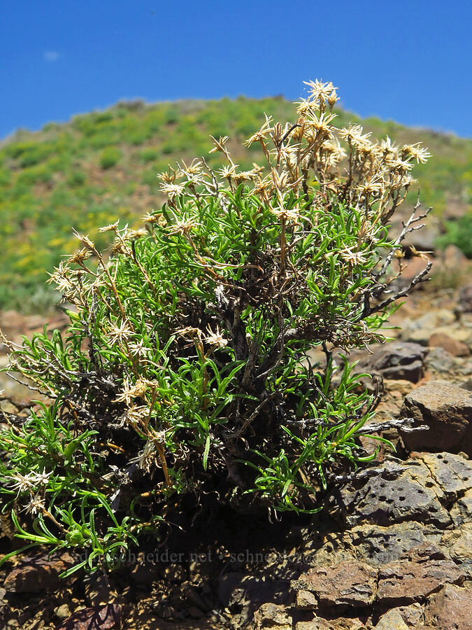 Columbia goldenweed with last year's dead flowers (Ericameria resinosa (Haplopappus resinosus)) [Waterworks Canyon, Yakima County, Washington]
