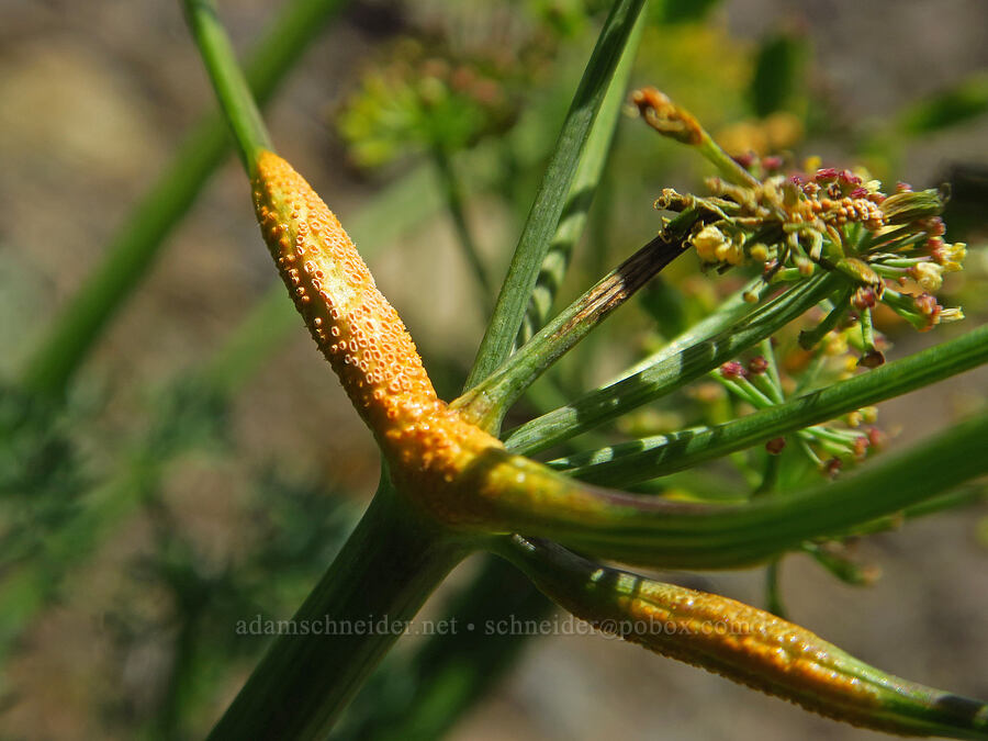 rust fungus on pungent desert parsley (Puccinia jonesii, Lomatium papilioniferum (Lomatium grayi)) [Waterworks Canyon, Yakima County, Washington]