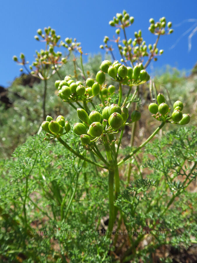 pungent desert parsley, going to seed (Lomatium papilioniferum (Lomatium grayi)) [Waterworks Canyon, Yakima County, Washington]