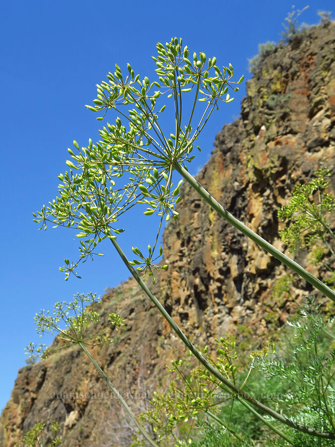 fern-leaf desert parsley, going to seed (Lomatium dissectum var. multifidum (Lomatium multifidum)) [Royal Columns, Yakima County, Washington]