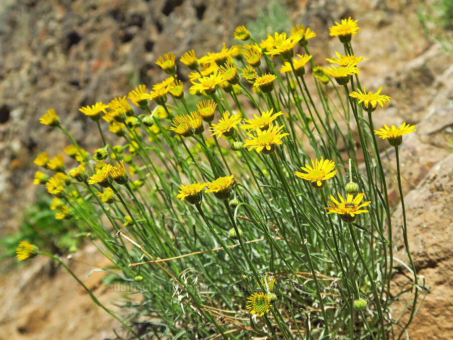 desert yellow daisies (Erigeron linearis) [Royal Columns, Yakima County, Washington]