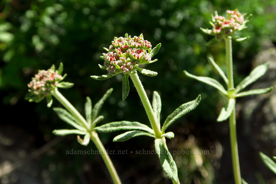 parsnip-flower buckwheat, budding (Eriogonum heracleoides) [Royal Columns, Yakima County, Washington]