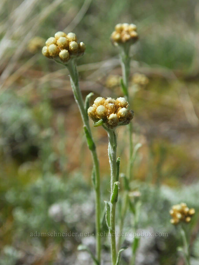 umber pussy-toes (Antennaria umbrinella) [Tieton Nature Trail, Yakima County, Washington]