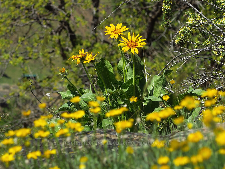 balsamroot & desert yellow daisies (Balsamorhiza careyana, Erigeron linearis) [Tieton Nature Trail, Yakima County, Washington]