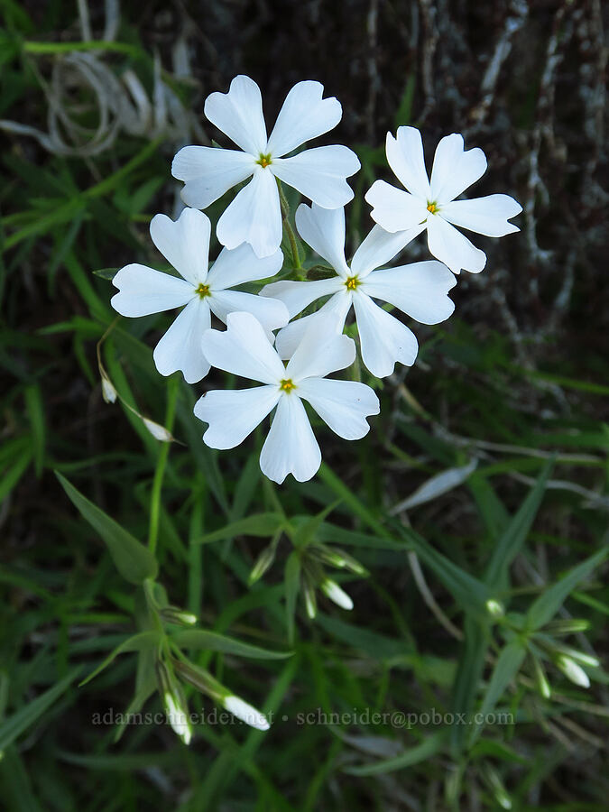 white showy phlox (Phlox speciosa) [Tieton Nature Trail, Yakima County, Washington]