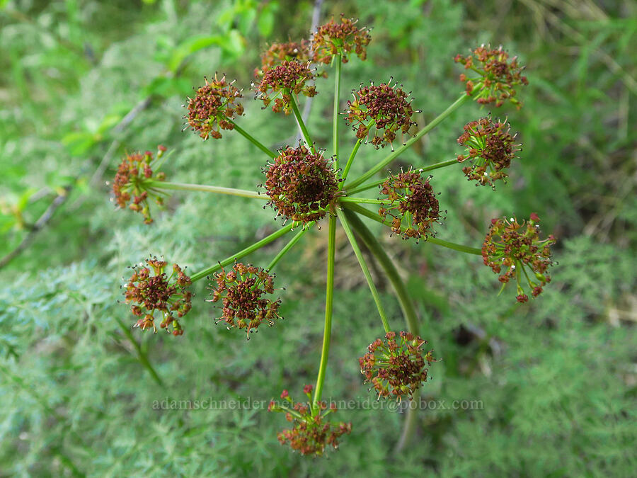 brown fern-leaf desert parsley (Lomatium dissectum var. multifidum (Lomatium multifidum)) [Tieton Nature Trail, Yakima County, Washington]