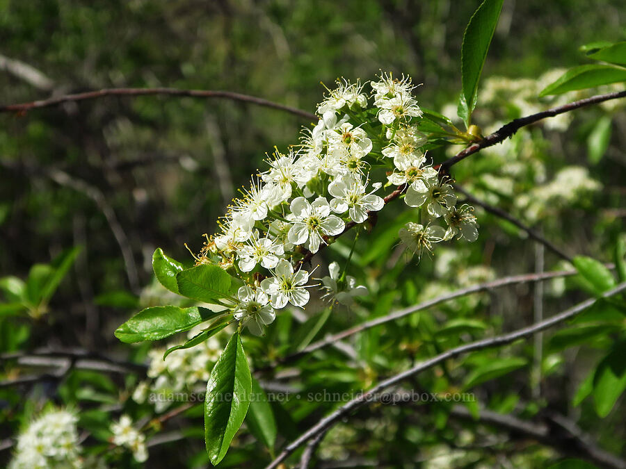 bitter cherry flowers (Prunus emarginata) [Tieton Nature Trail, Yakima County, Washington]