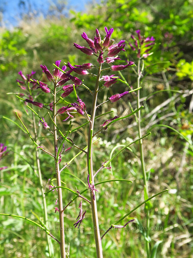 purple rock-cress (Boechera atrorubens (Arabis sparsiflora var. atrorubens)) [Tieton Nature Trail, Yakima County, Washington]