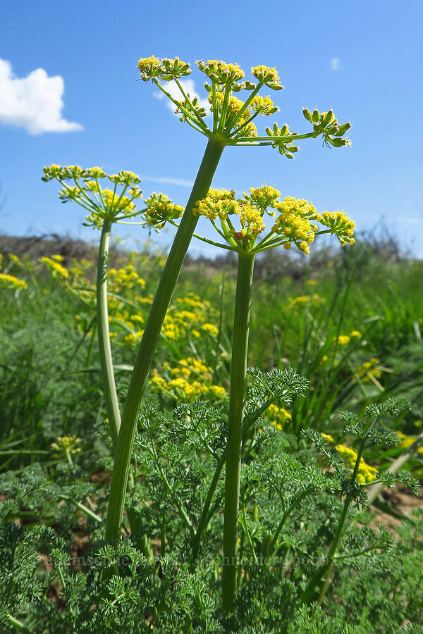 pungent desert parsley (Lomatium papilioniferum (Lomatium grayi)) [L.T. Murray/Quilomene Wildlife Area, Kittitas County, Washington]