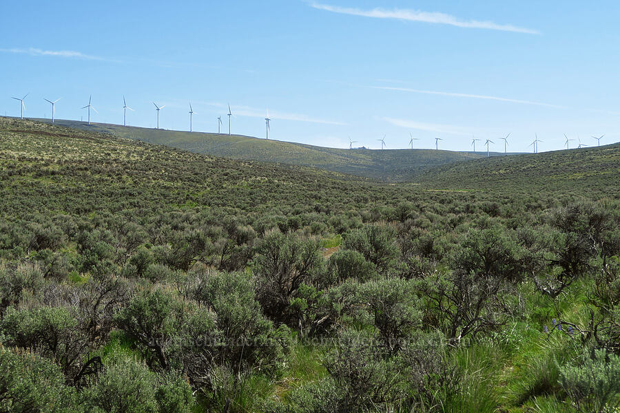 sagebrush & wind turbines (Artemisia tridentata) [L.T. Murray/Quilomene Wildlife Area, Kittitas County, Washington]