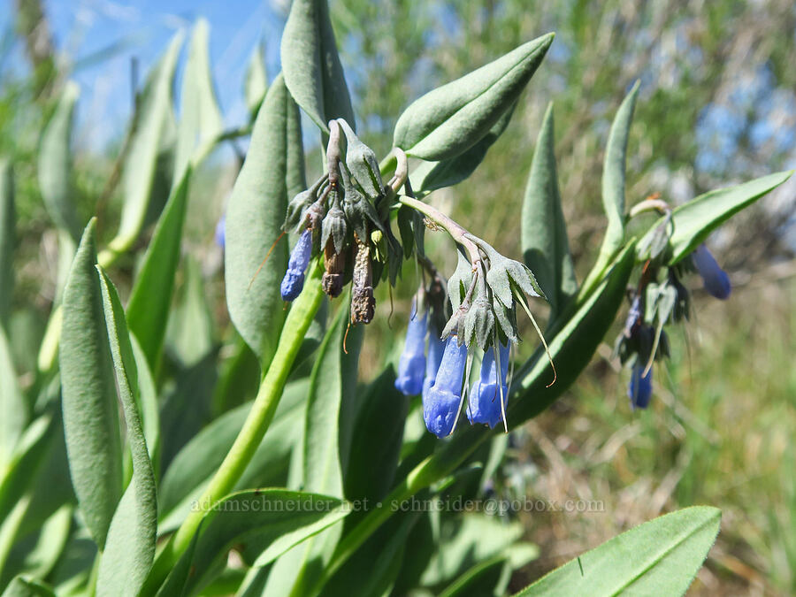 long-flowered bluebells (Mertensia longiflora) [L.T. Murray/Quilomene Wildlife Area, Kittitas County, Washington]