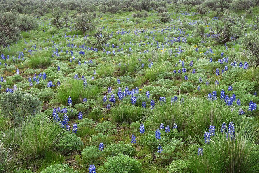 rock lupines (Lupinus saxosus (Lupinus polyphyllus var. saxosus)) [L.T. Murray/Quilomene Wildlife Area, Kittitas County, Washington]