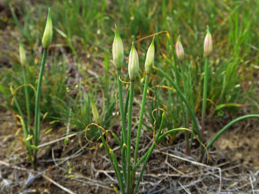 taper-tip onion, budding (Allium acuminatum) [L.T. Murray/Quilomene Wildlife Area, Kittitas County, Washington]